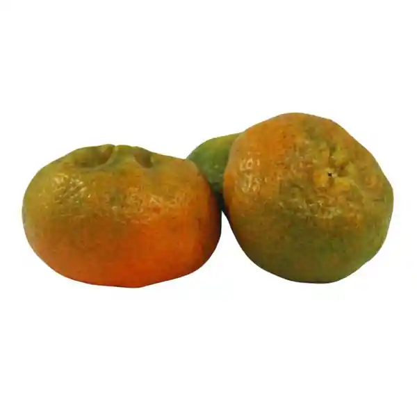 Mandarina Arrayana