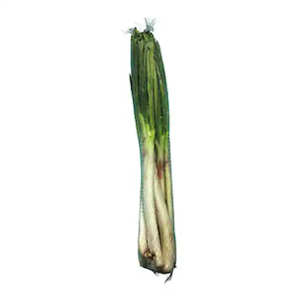Members Selection Cebolla Larga