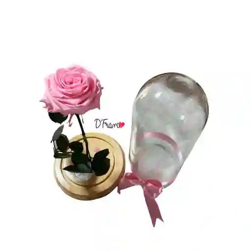 Rosa Eterna Rosado Ternura