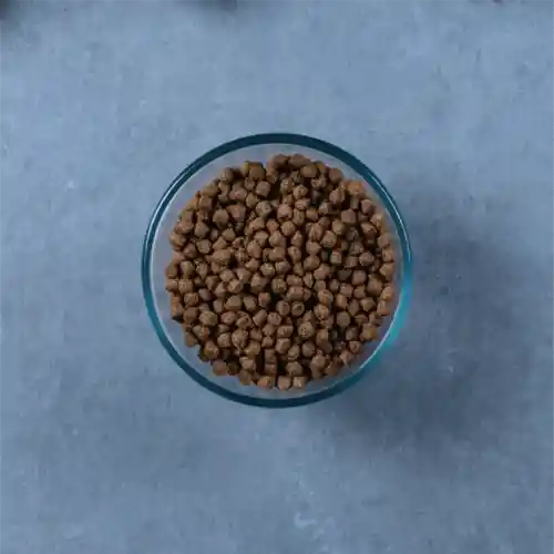 Evolve Alimento para Gato Kitten Grain Free Sabor a  Pollo