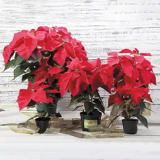 Planta Ornam Poinsettia P14 Unidad