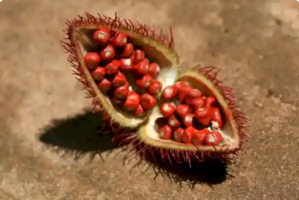 Achiote