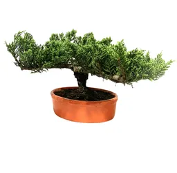 Bonsai Pino Nana Rastrero