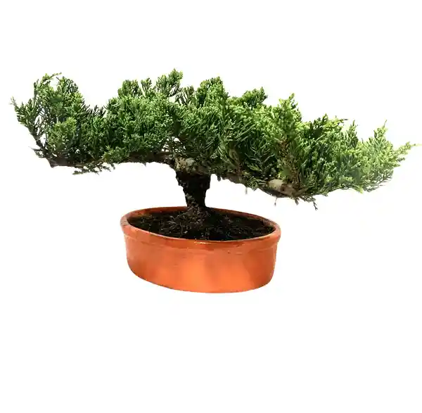 Bonsai Pino Nana Rastrero