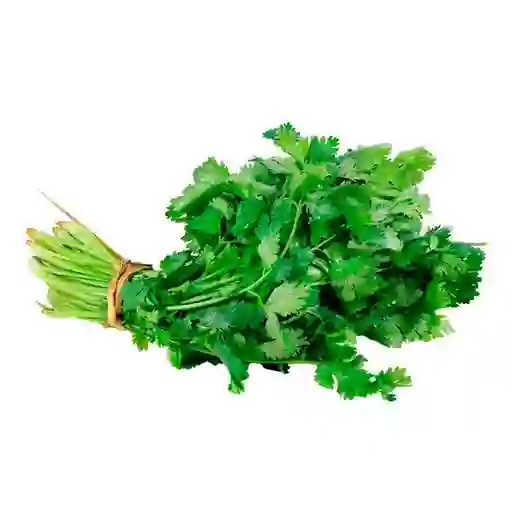 Cilantro