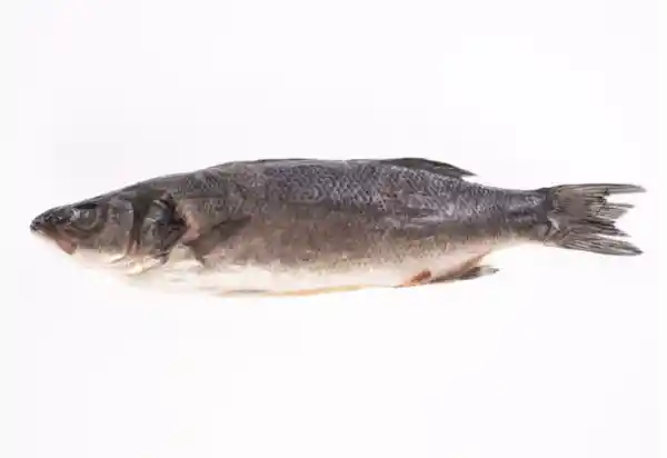 Branzino O Lubia