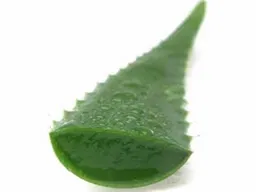 Kiska Sábila Hoja