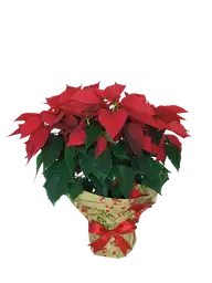 Poinsettia Decorada Gigante Sm 1 und