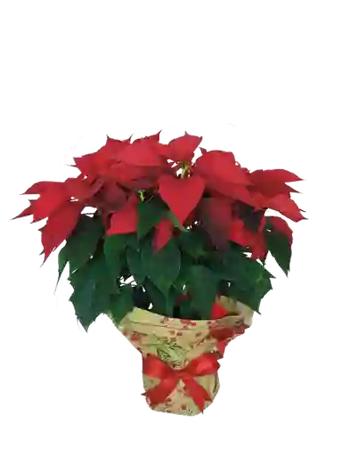 Poinsettia Decorada Gigante Sm 1 und