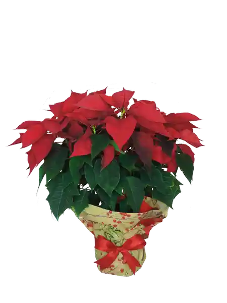 Poinsettia Decorada Gigante Sm 1 und