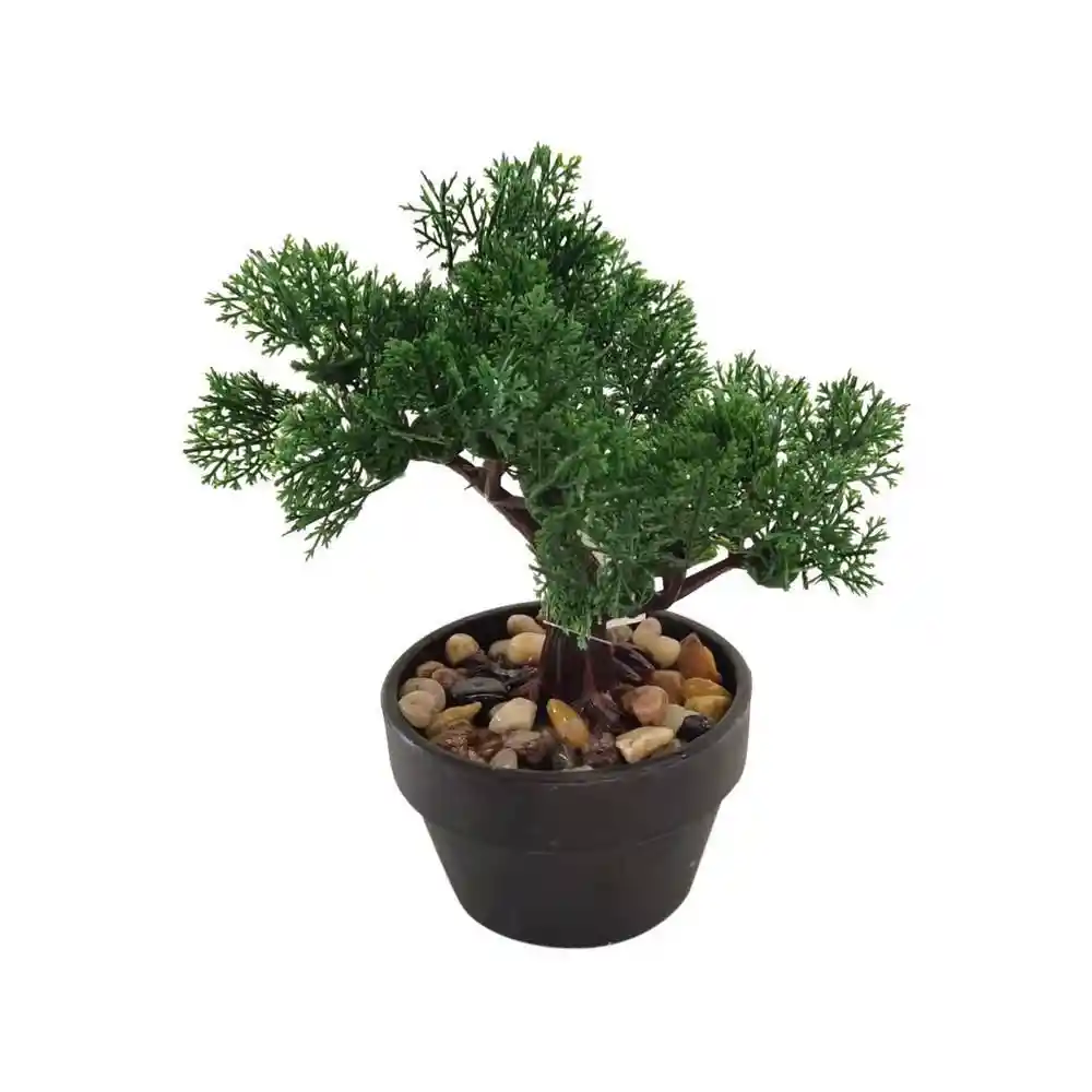 Planta Con Pote Bonsai Pino Concepts 592301450
