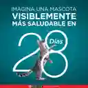 Comida para Gatitos y gatos adultos Purina One sabor a Salmón, atún y pescado blanco x 85gr
