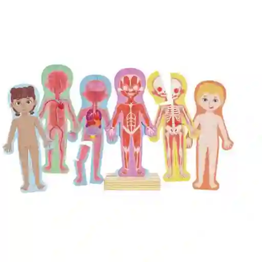 Hape Rompecabezas Magnético Del Cuerpo Humano