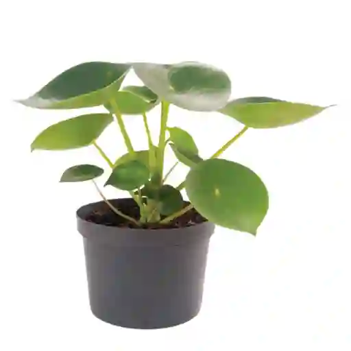 Planticenter Planta Pilea Peperomioides Cucharita P14