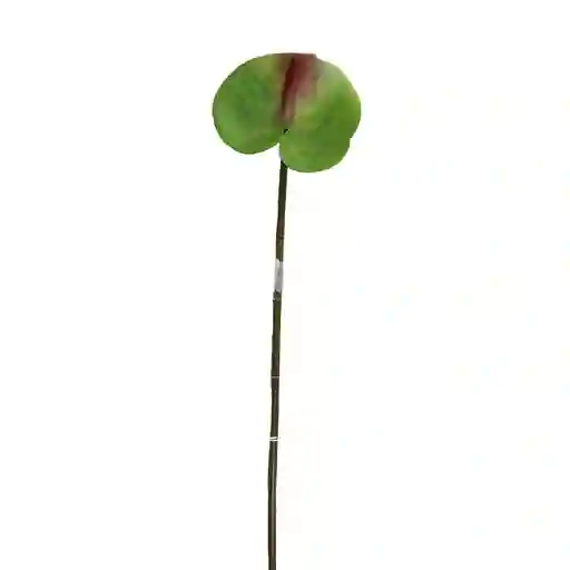 Anturio Gio Home Verde