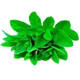 Inali Menta Bolsa