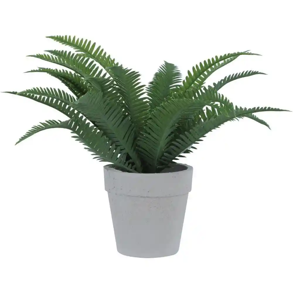 Planta Helecho Concepts 420593163