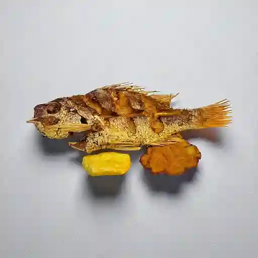 Pargo Rojo