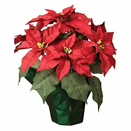 Poinsettia P14