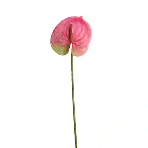 Anturio Gio Home Rosado