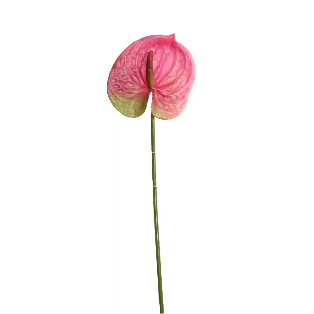 Anturio Gio Home Rosado