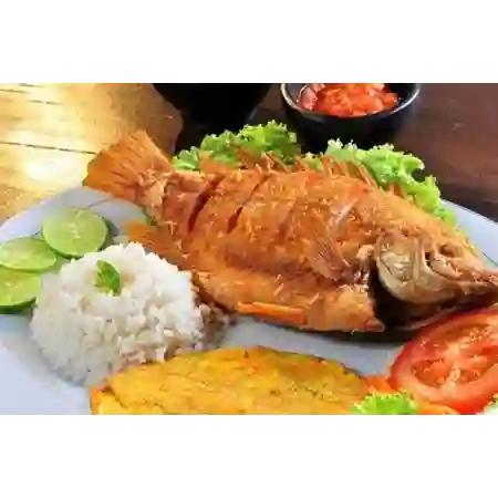 Tilapia