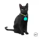 Collar Ajustable Para Gato Meow Amarillo