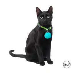 Collar Ajustable Para Gato Meow Amarillo