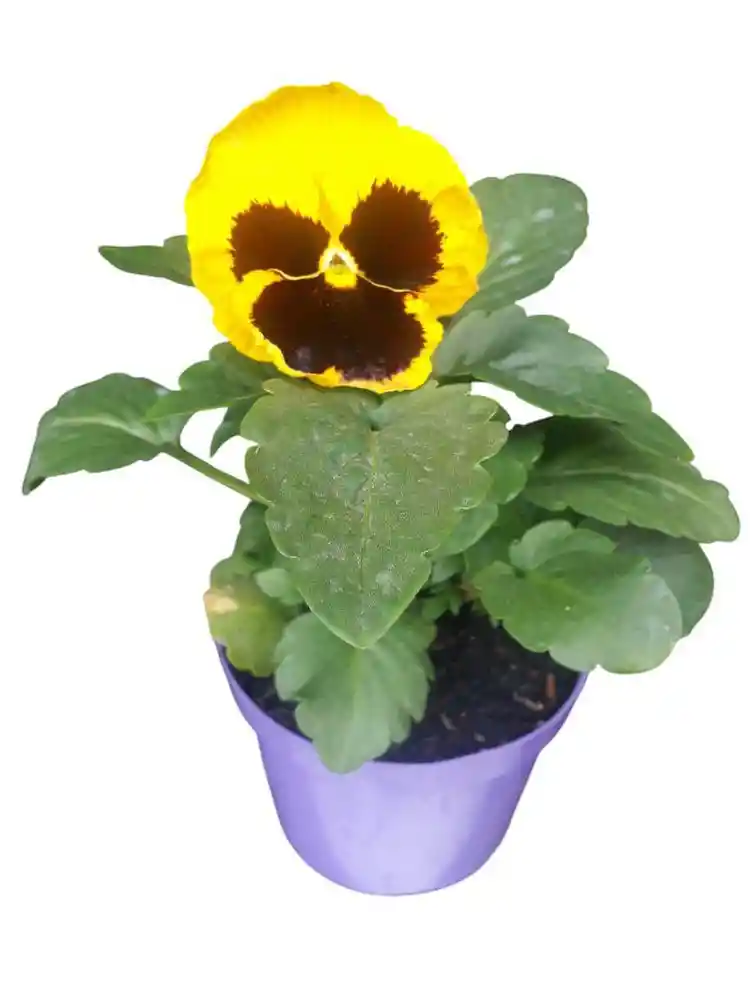 Planta de Flor Sin Ref