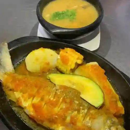 Bocachico Criollo