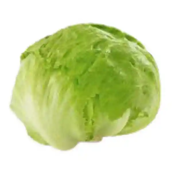 Lechuga Batavia