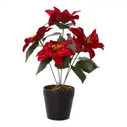 Ponsetia Roja Con Pote 1403500021 Finlandek