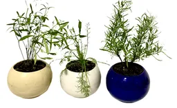 Set de Plantas Aromáticas