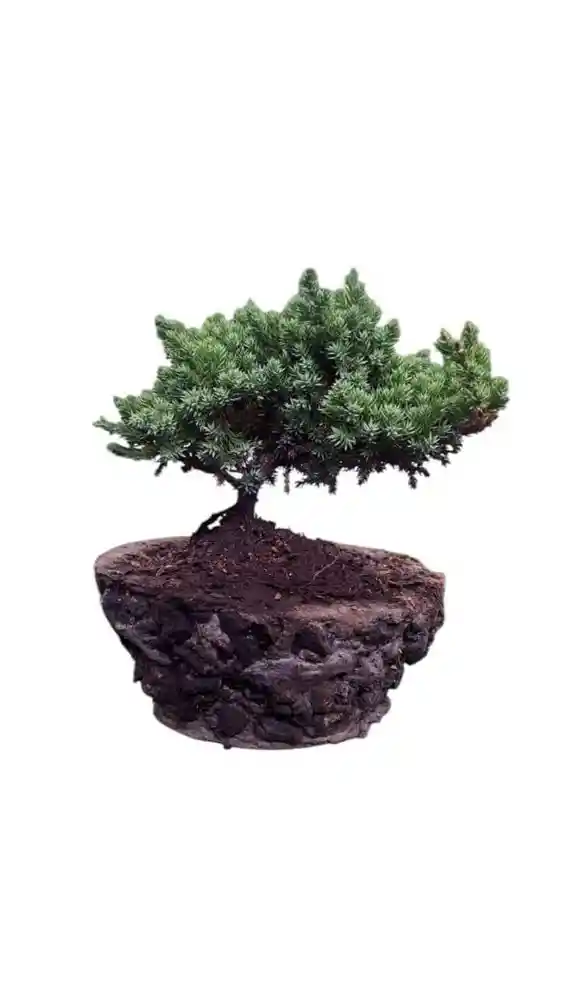 Bonsai Sin Ref
