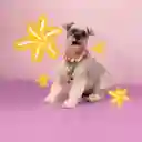 Arnes Para Mascota