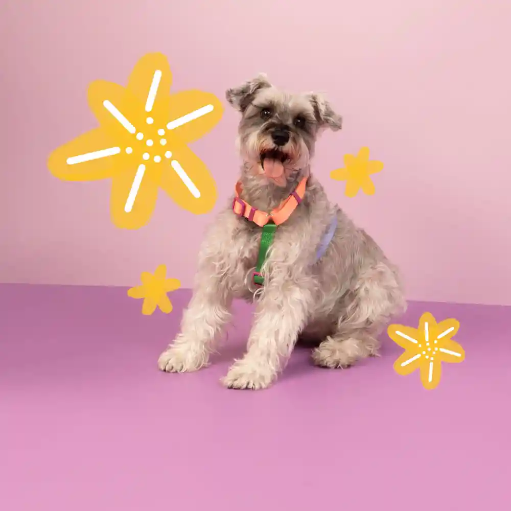 Arnes Para Mascota