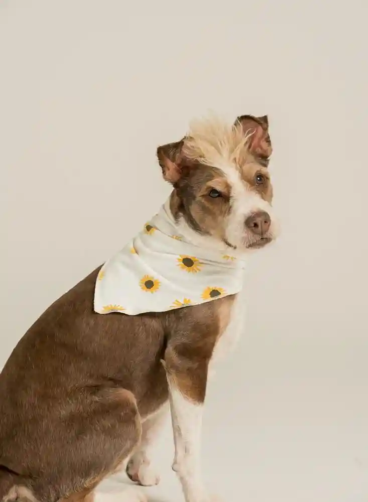 Panoleta Pets Hembra Unica-estamp 1