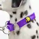 Felcan Collar Para Perro Control Morado Único