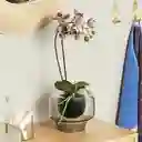 Hubsch Florero Lunar Verde