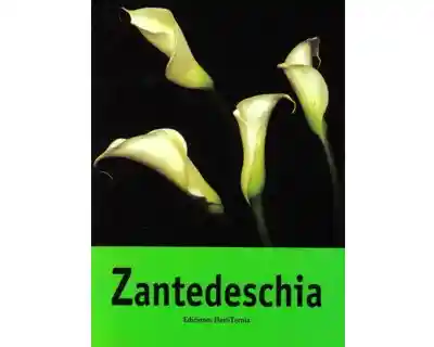 Zantedeschia - Marta Pizano de Márquez