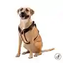 Arnés Pechera Para Perro Rex L Azul/rosado/naranja