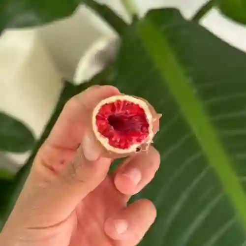 Frambuesas Cubiertas en Chocolate