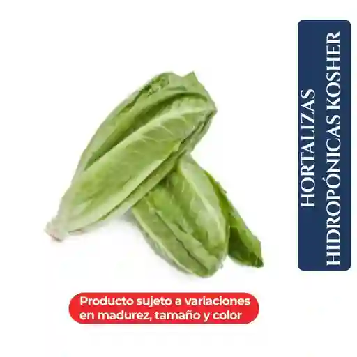 Makand Kosher Hortalizas Hidropónica