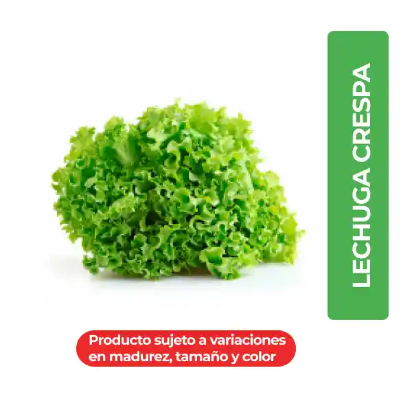 Defrescura Lechuga Crespa Verde Hidropónica