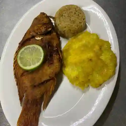 Tilapia