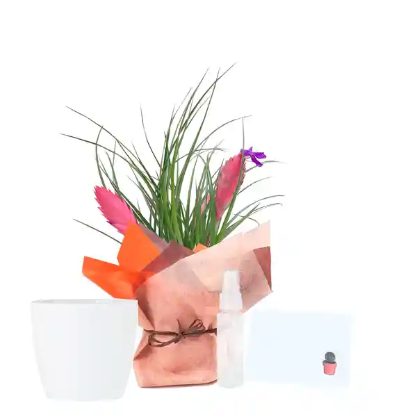 Tillandsia Paradise Regalo