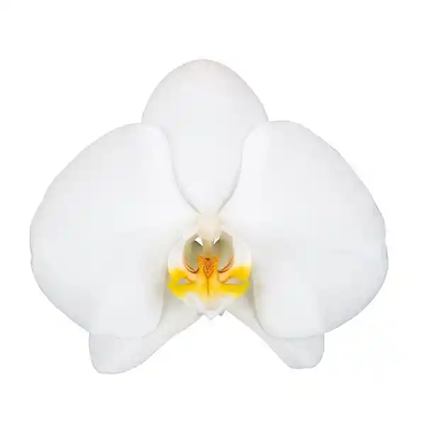 Orquídea Blanca Success Con Matera