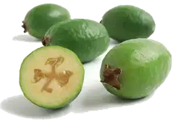 Feijoa