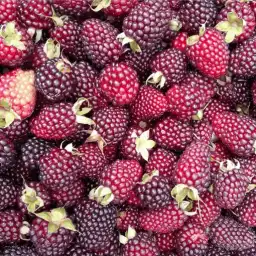 Mora Silvestre Premium - Fruberries
