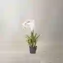 Ambiente Gourmet Flor Orquidea en Maceta 80 cm